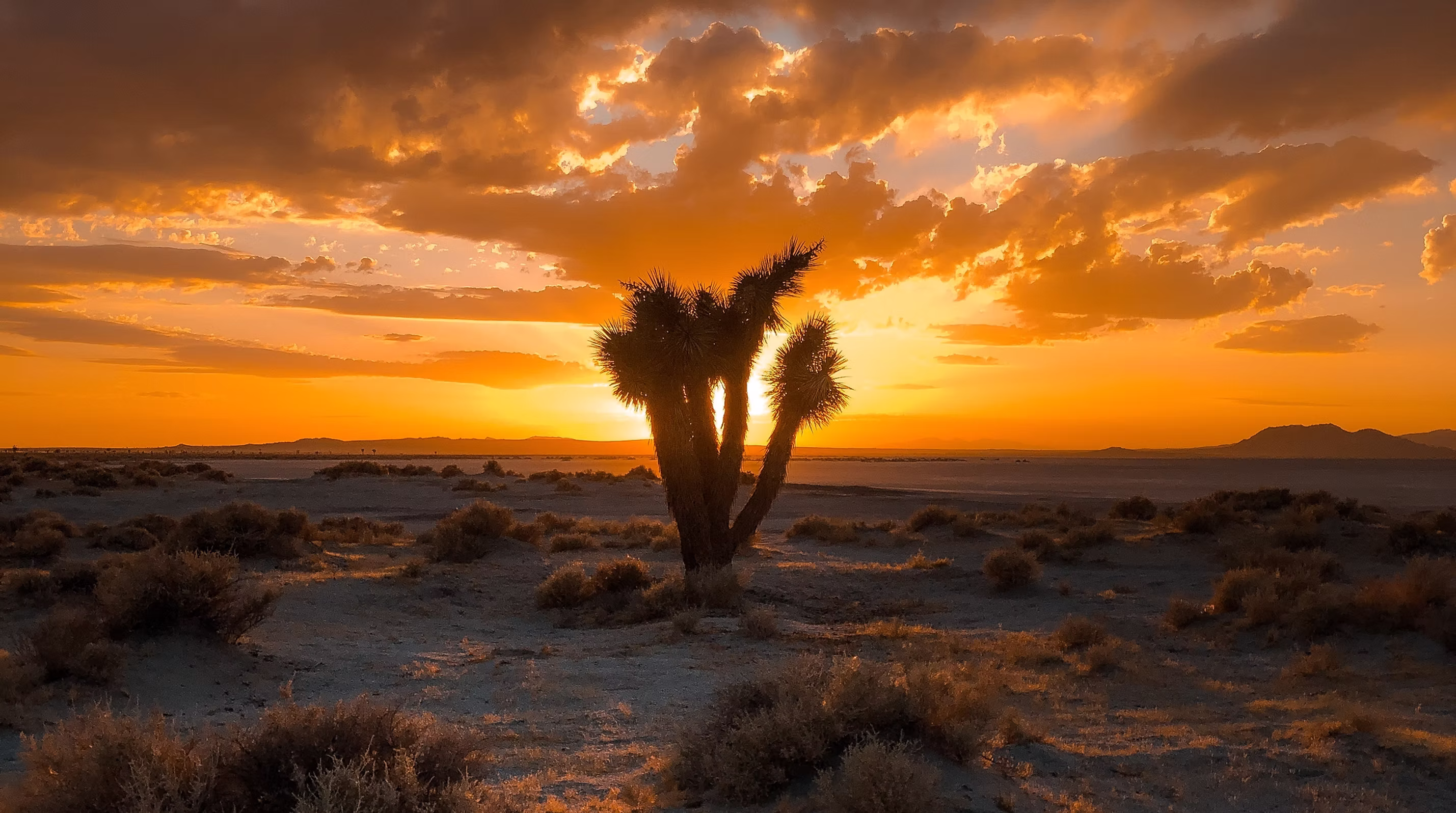 Joshua Tree desert scenery near El Bohio retreat